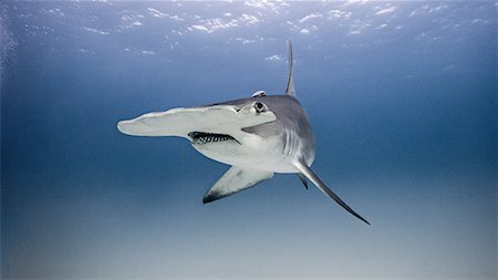 pesce martello - Underwater view portrait of hammerhead shark Fotografie stock - Premium Royalty-Free, Codice: 649-08902262