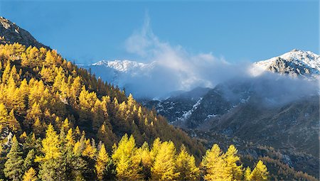 simsearch:649-08949989,k - Larch forest in Swiss Alps, Simply Pass, Valais, Switzerland Photographie de stock - Premium Libres de Droits, Code: 649-08924093
