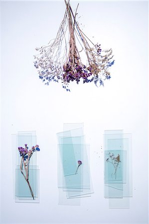 simsearch:670-03734302,k - Overhead view of dried plants and panes of glass on white background Photographie de stock - Premium Libres de Droits, Code: 649-08924165
