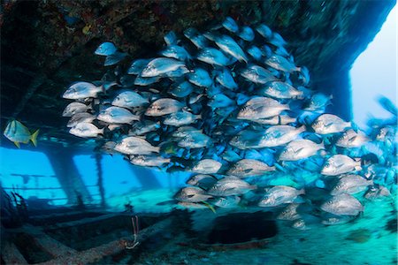 simsearch:649-08924536,k - School of grunts by shipwreck, Cancun, Mexico Photographie de stock - Premium Libres de Droits, Code: 649-08924528