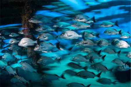 simsearch:649-08924536,k - School of grunts by shipwreck, Cancun, Mexico Photographie de stock - Premium Libres de Droits, Code: 649-08924529