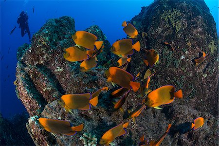 simsearch:649-08381488,k - Scuba diver and angel fish (Holacanthus clarionensis) around rocks, Socorro, Colima, Mexico Stock Photo - Premium Royalty-Free, Code: 649-08924534