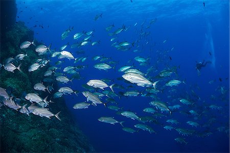 simsearch:614-09078687,k - School of jacks around rocks, Roca Partida, Colima, Mexico Stock Photo - Premium Royalty-Free, Code: 649-08924537