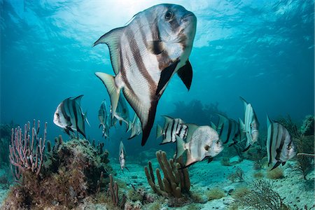 simsearch:700-03440203,k - School of spadefish (chaetodipterus faber) by coral reef, Puerto Morelos, Mexico Photographie de stock - Premium Libres de Droits, Code: 649-08924531