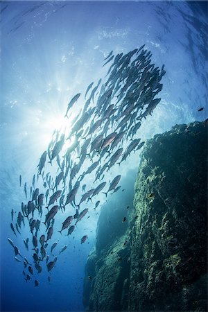 school of fish in water - School of jacks around rocks, Roca Partida, Colima, Mexico Stock Photo - Premium Royalty-Free, Code: 649-08924532