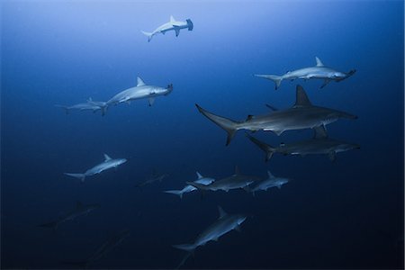 requin-marteau - Schooling hammerheads (Sphyrna lewini), underwater view, Roca Partida, Colima, Mexico Photographie de stock - Premium Libres de Droits, Code: 649-08924706