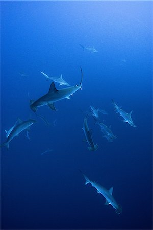 Schooling hammerheads (Sphyrna lewini), underwater view, Roca Partida, Colima, Mexico Foto de stock - Sin royalties Premium, Código: 649-08924707