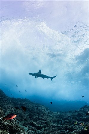 requin-marteau - Lonely hammerhead near the breakers (Sphyrna lewini), underwater view, Roca Partida, Colima, Mexico Photographie de stock - Premium Libres de Droits, Code: 649-08924708