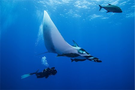 simsearch:649-08949404,k - Scuba diver swimming with Giant Manta Ray (Manta birostris), underwater view, San Benedicto, Colima, Mexico Stockbilder - Premium RF Lizenzfrei, Bildnummer: 649-08924702