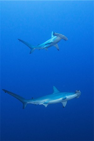 simsearch:649-08924536,k - Schooling hammerheads (Sphyrna lewini), underwater view, Roca Partida, Colima, Mexico Photographie de stock - Premium Libres de Droits, Code: 649-08924710