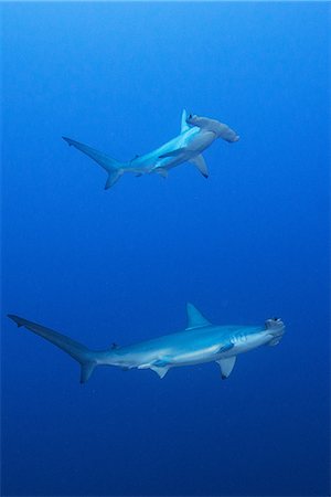 pesce martello - Schooling hammerheads (Sphyrna lewini), underwater view, Roca Partida, Colima, Mexico Fotografie stock - Premium Royalty-Free, Codice: 649-08924710