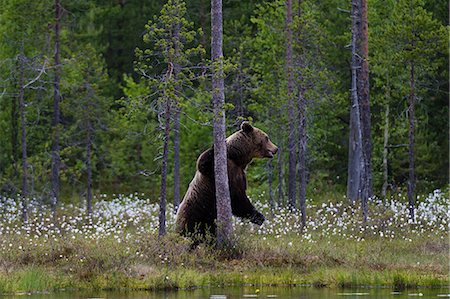 eurasian brown bear - European brown bear on hind legs leaning against forest tree Stock Photo - Premium Royalty-Free, Code: 649-08924935