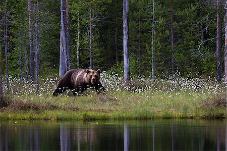 eurasian brown bear - European brown bear looking out from lakeside forest Stock Photo - Premium Royalty-Free, Code: 649-08924933