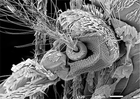 scanning electron micrograph - Mosquito head, SEM Foto de stock - Sin royalties Premium, Código: 649-08922715
