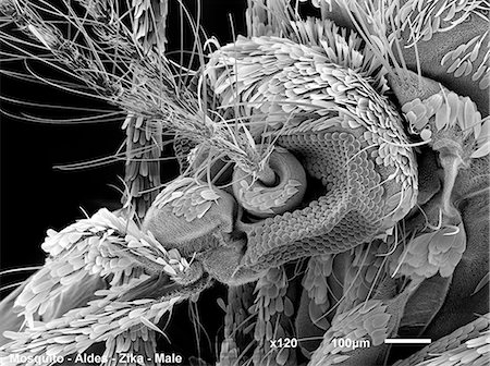 scanning electron micrograph - Mosquito head, SEM Foto de stock - Sin royalties Premium, Código: 649-08922719