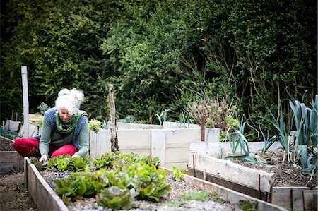 simsearch:649-08923288,k - Mature female gardener tending lettuce in raised bed Foto de stock - Sin royalties Premium, Código: 649-08923237