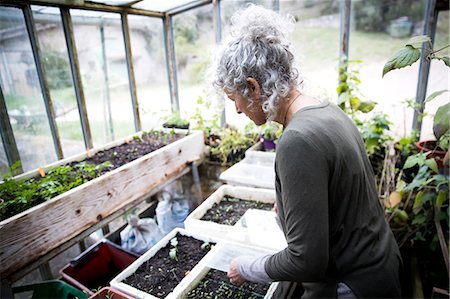 Mature female gardener tending seedlings in greenhouse Stock Photo - Premium Royalty-Free, Code: 649-08923247