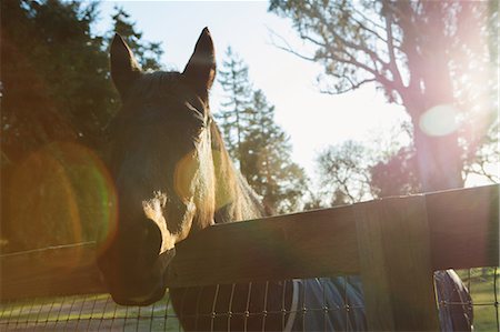 Horse looking over fence Stock Photo - Premium Royalty-Free, Code: 649-08923407