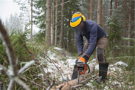 Logger sawing tree, Tammela, Forssa, Finland Stock Photo - Premium Royalty-Free, Code: 649-08923475