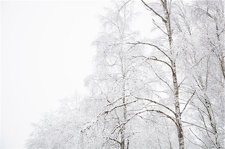simsearch:649-08923486,k - Snow landscape, Tammela, Forssa, Finland Photographie de stock - Premium Libres de Droits, Code: 649-08923487