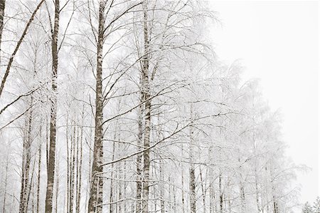 simsearch:649-03769662,k - Snow landscape, Tammela, Forssa, Finland Stock Photo - Premium Royalty-Free, Code: 649-08923488