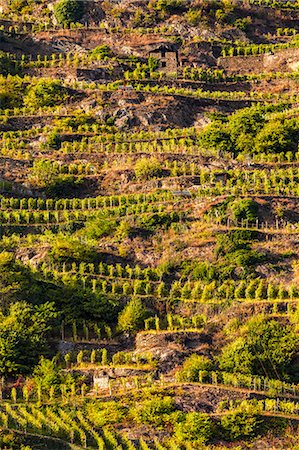 simsearch:649-08969012,k - View of vineyards on slope of hill Foto de stock - Royalty Free Premium, Número: 649-08923589