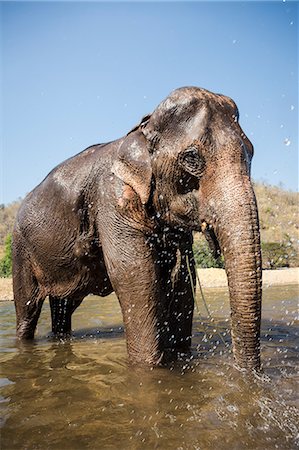 Elephant cooling off in river at animal sanctuary, Chiang Mai, Thailand Foto de stock - Sin royalties Premium, Código: 649-08923897