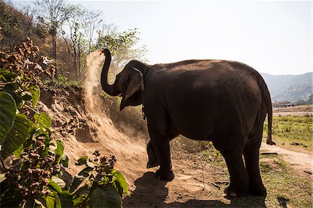 simsearch:649-09206531,k - Elephant taking a dust bath in animal sanctuary, Chiang Mai, Thailand Foto de stock - Sin royalties Premium, Código: 649-08923898