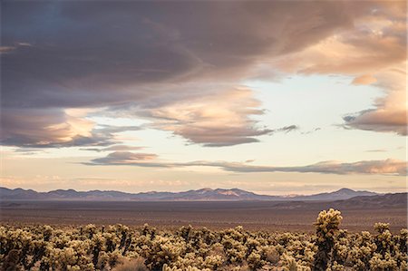 simsearch:649-08968969,k - Landscape view with cacti in Joshua Tree National Park at dusk, California, USA Stock Photo - Premium Royalty-Free, Code: 649-08949336