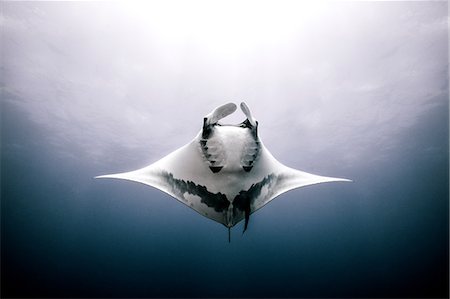 simsearch:649-07065267,k - Giant Manta Ray, underwater view, Roca Partida, Mexico Photographie de stock - Premium Libres de Droits, Code: 649-08949394