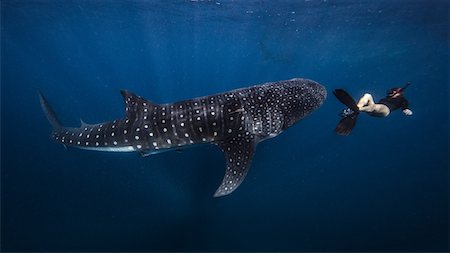 Diver swimming with Whale Shark, underwater view, Cancun, Mexico Foto de stock - Sin royalties Premium, Código: 649-08949396
