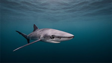 simsearch:649-08949404,k - Blue Shark, underwater view, San Diego, California, USA Stock Photo - Premium Royalty-Free, Code: 649-08949397