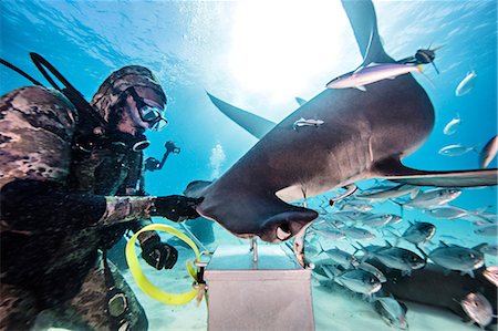 diving - Diver beside Hammerhead Shark, underwater view, Bimini, Bahamas Foto de stock - Sin royalties Premium, Código: 649-08949392