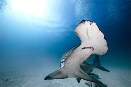 requin-marteau - Hammerhead Shark, underwater view, Bimini, Bahamas Photographie de stock - Premium Libres de Droits, Code: 649-08949404