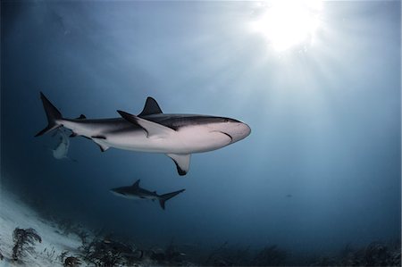 Bull Sharks, low angle view, underwater view, Nassau, Bahamas Stock Photo - Premium Royalty-Free, Code: 649-08949400