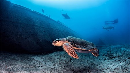 seabed - Sea Turtle, underwater view, Nassau, Bahamas Foto de stock - Sin royalties Premium, Código: 649-08949402