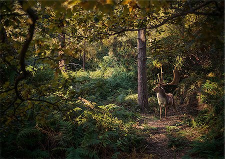 ramure - Deer in woodlands, West Midlands, UK Photographie de stock - Premium Libres de Droits, Code: 649-08950011