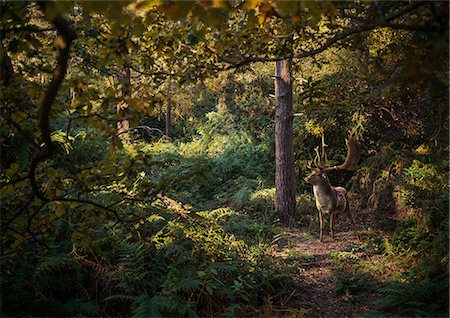 deer antlers - Deer in woodlands, West Midlands, UK Stock Photo - Premium Royalty-Free, Code: 649-08950011