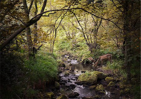 deer and water - Deer in woodlands drinking from stream, West Midlands, UK Stock Photo - Premium Royalty-Free, Code: 649-08950013