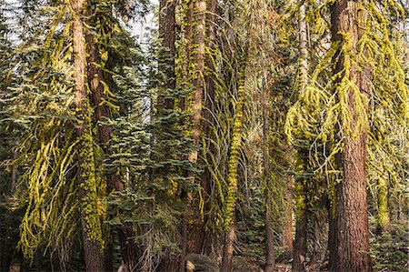 fir trees - Detail of forest fir trees, Yosemite National Park, California, USA Foto de stock - Sin royalties Premium, Código: 649-08950347