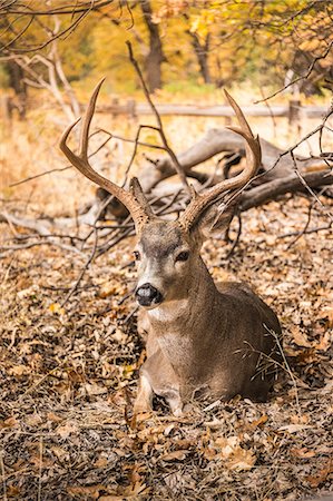 simsearch:614-09078843,k - Deer buck lying down in autumn leaves, Yosemite National Park, California, USA Foto de stock - Sin royalties Premium, Código: 649-08950358