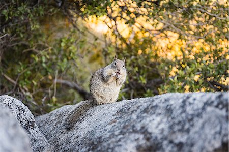 Portrait of squirrel on rock, Yosemite National Park, California, USA Stock Photo - Premium Royalty-Free, Code: 649-08950374