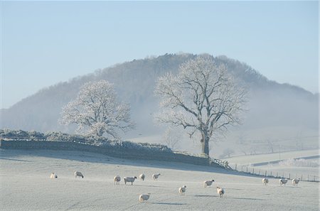 simsearch:649-07239783,k - Herd of sheep in frosty field, The Lake District, UK Stock Photo - Premium Royalty-Free, Code: 649-08968939