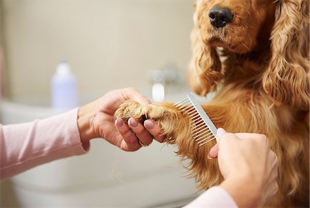 peinarse - Hands of female groomer combing cocker spaniel's paw at dog grooming salon Foto de stock - Sin royalties Premium, Código: 649-08969145