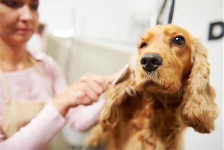 simsearch:649-08969150,k - Female groomer brushing cocker spaniel at dog grooming salon Foto de stock - Sin royalties Premium, Código: 649-08969149