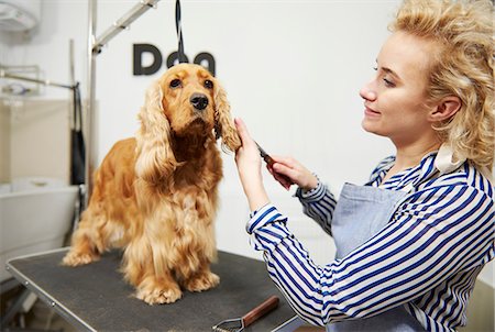 simsearch:649-08969157,k - Female groomer brushing cocker spaniel's ears at dog grooming salon Foto de stock - Sin royalties Premium, Código: 649-08969152