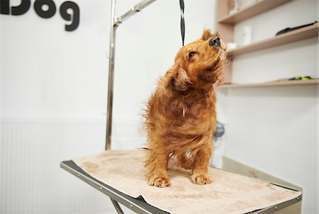 secar - Cocker spaniel shaking wet fur on table at dog grooming salon Photographie de stock - Premium Libres de Droits, Code: 649-08969162