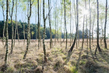 simsearch:649-08565202,k - Birch trees in spring morning sunlight Foto de stock - Sin royalties Premium, Código: 649-08969541