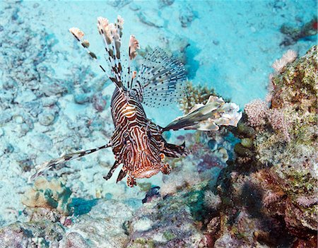 simsearch:649-09004198,k - Red Lionfish (Pterois volitans) Foto de stock - Royalty Free Premium, Número: 649-09004204