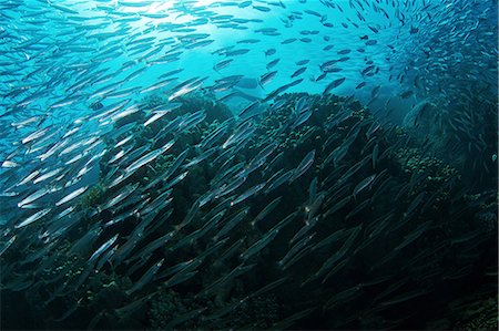 simsearch:649-09004198,k - Yellowtail barracuda (Sphyraena flavicauda) Foto de stock - Royalty Free Premium, Número: 649-09004205